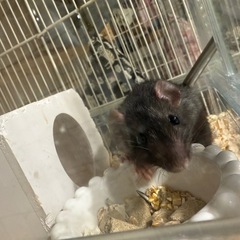 ダンボラット