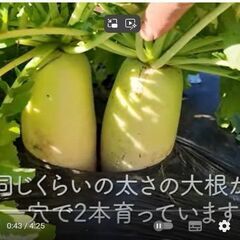 家庭菜園や農園で1穴大根2本どり！成功確率をUPさせる大根の育て...
