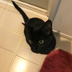 ココ・ヨル　生後6ヶ月の兄弟