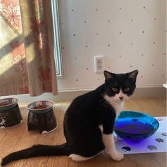 （動画あり）ハチワレ♀ヒマちゃん、白くろドット♂がテンちゃん