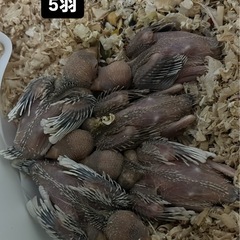 文鳥　シナモン、シルバーイノ？