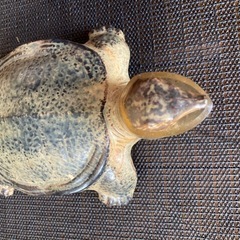 福小町、萬歳松の激レア空瓶セット!!の画像