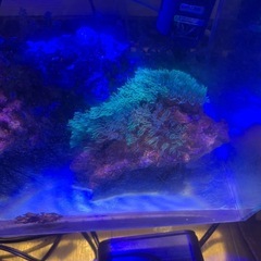 海水、熱帯魚