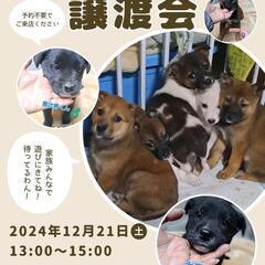 12月21日子犬だけの譲渡会開催！