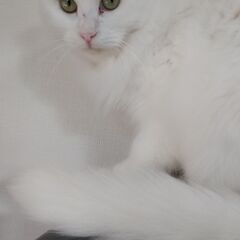 超美猫のふわふわ長毛白猫ちゃん