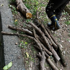 剪定木　柿木　楠木の画像