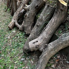 剪定木　柿木　楠木の画像
