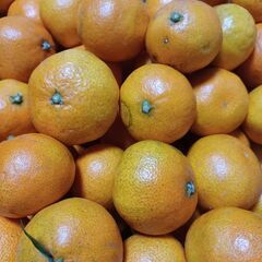 みかん20個の画像