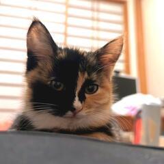 2ヶ月の子猫♡甘えん坊ママと一緒に