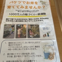 バケツでお米を育ててみませんか？