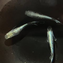 エメキン 3匹  選別漏れ メダカ