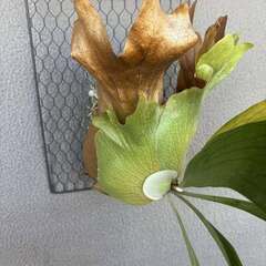 ビカクシダ #1の画像