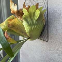 ビカクシダ #1の画像