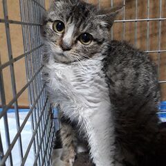 生後6～7ヶ月なのに通常の半分くらいの大きさの猫さん(；∀； )