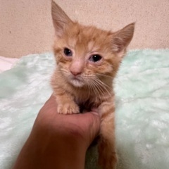 茶トラくん【里親様が決まりました】