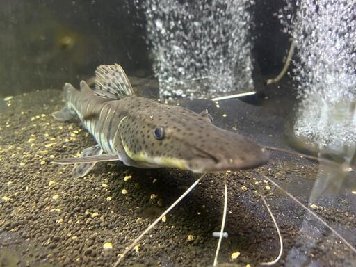 熱帯魚タイガーショベルノーズ