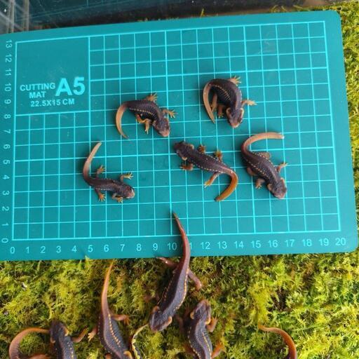 シャノラムイボイモリ3匹