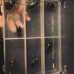 昆虫採集ツアー 詳細はDMお願いします！