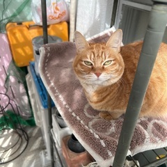 飼えなくなったので里親募集してます - 春日市