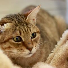 茶キジの片耳プリンセス、新しい家族を探しています