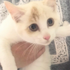 🎁✨️🎄白多めの茶白ちゃん🎄✨️🎁