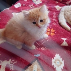 チンチラ雑種子猫4ヶ月