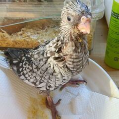 クリスマス価格です。　オカメインコ3羽のみ