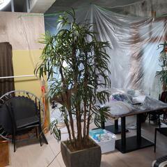 観葉植物  水やり不要の画像
