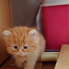 4ヶ月子猫里親募集