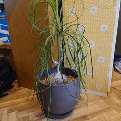 トックリラン   ポニーテール  観葉植物  中型  