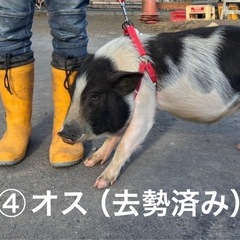 マイクロブタ