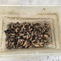 小動物用のエサに良質な幼虫