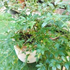モッコウバラ　白　植木