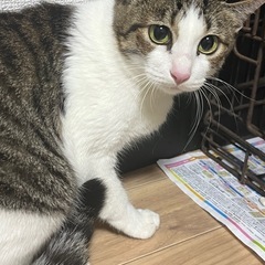 とってもビビリだけど優しい猫さん