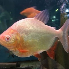 アルビノレッドコロソマ　15cm弱