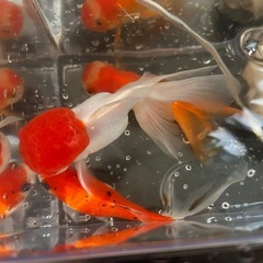 【取引先決定】金魚3匹　里親募集の画像