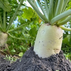 ふくろうお手軽菜園教室の画像