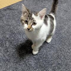 人間の膝の上が大好きな甘えん坊くん！