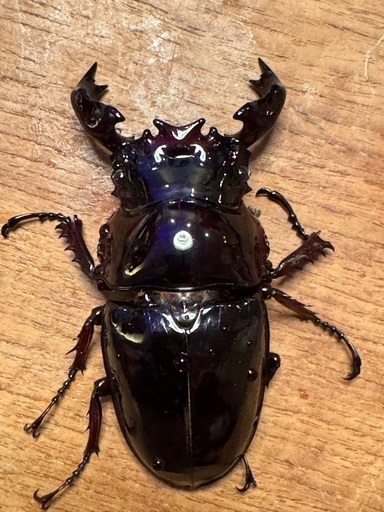 タランドゥスオオツヤクワガタ　新成虫ペア