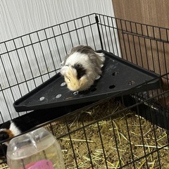 モルモット