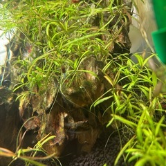 チェリーシュリンプ　の画像