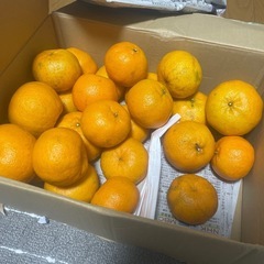 みかん