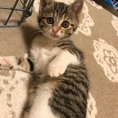 里親さん募集です。