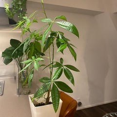 観葉植物　パキラの画像