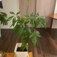 観葉植物　パキラの画像
