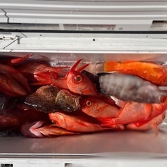 釣った魚を　捌きます💪