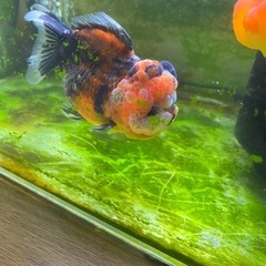 金魚