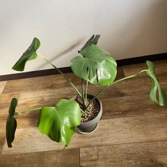 モンステラの画像