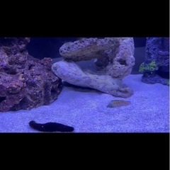海水水槽ライトの画像