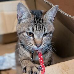 猫ちゃんを保護しました
